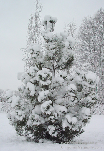 Fraser-River, Vancouver, BC, Canada, snow