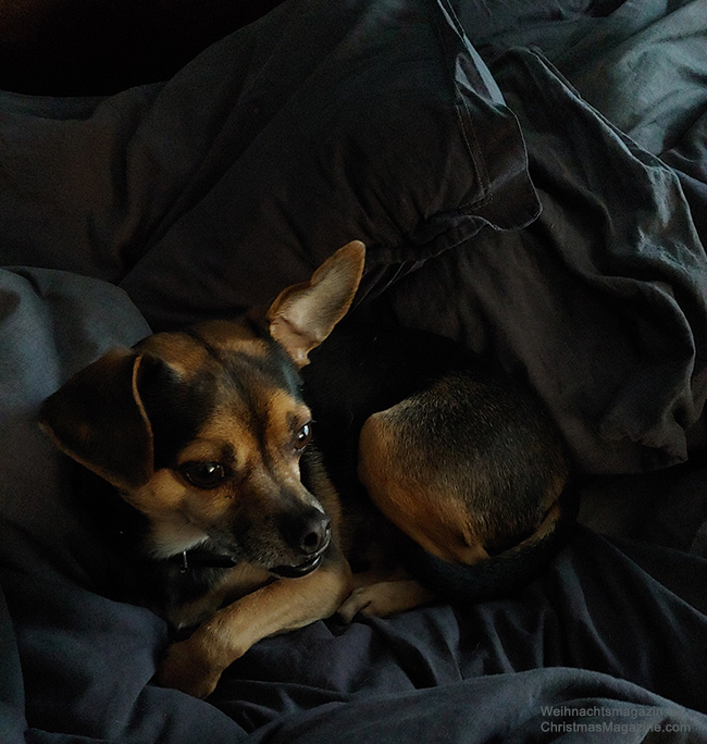 little dog in bed, Chihuahua