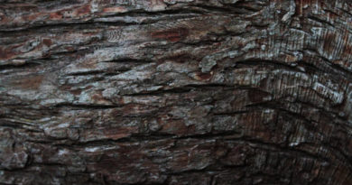 tree bark