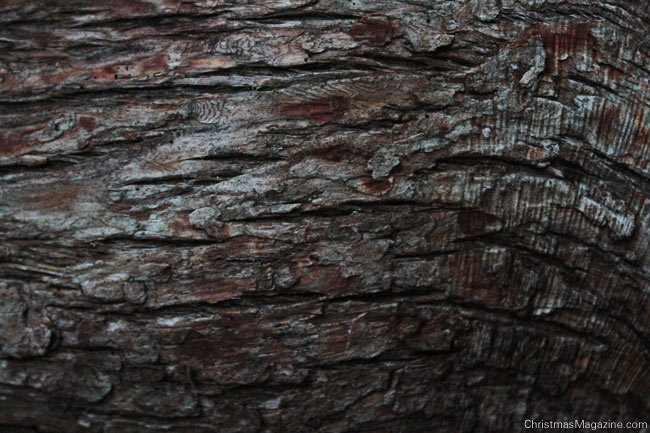 tree bark