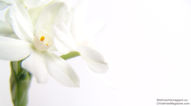 paperwhite (Narcissus papyraceus)
