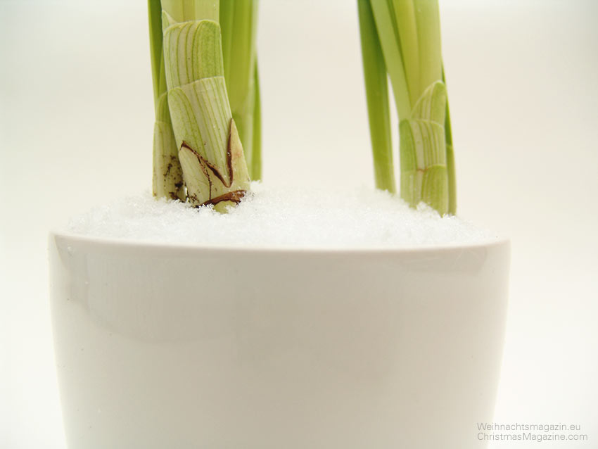 paperwhite (Narcissus papyraceus) in fake snow