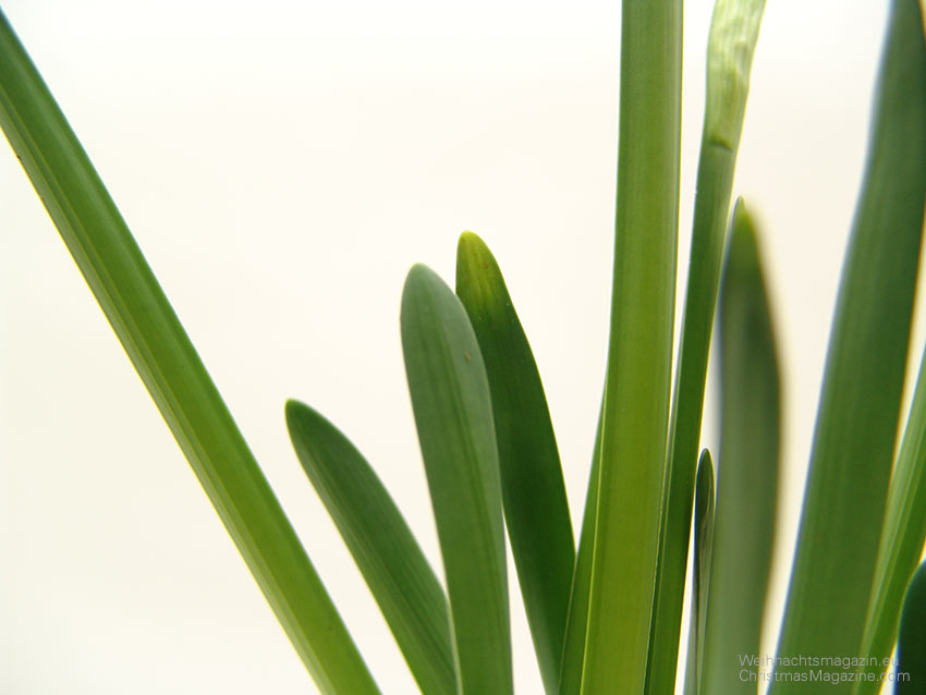 paperwhite (Narcissus papyraceus) leaves