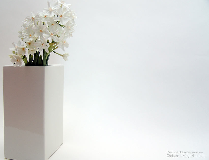 paperwites in white vase