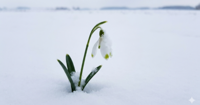 Lone Flower, hemmed in with snows and white as they But hardier far, once more I see thee bend Thy forehead, as if fearful to offend,