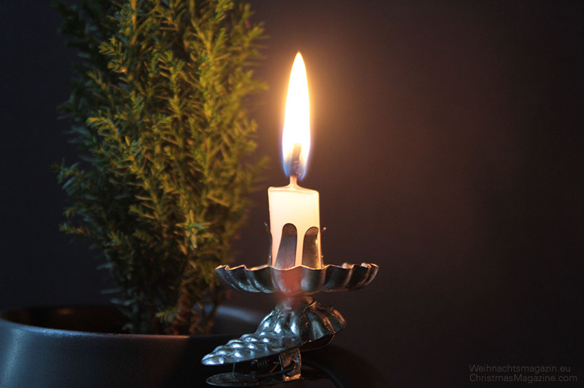 Monterey Cyprus (Cupressus macrocarpa), Christmas tree with tree candle