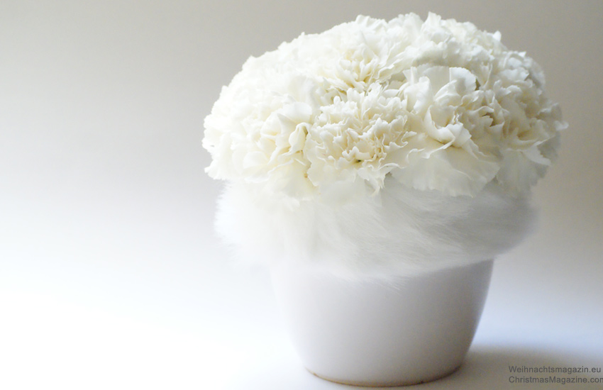 carnations-fur_white