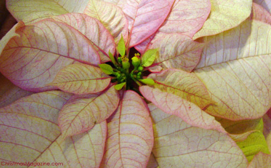 pink poinsettia