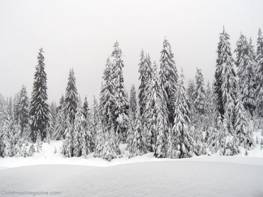 snow on the mountain