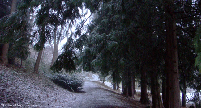 forest in winter