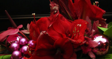 red amaryllis, Christmas tree decorated red