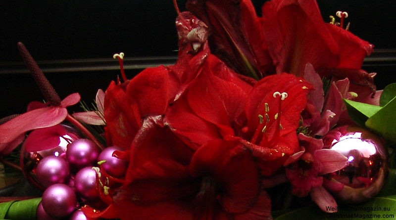 red amaryllis, Christmas tree decorated red