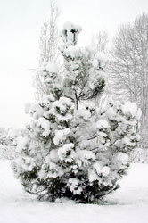 snow covered tree