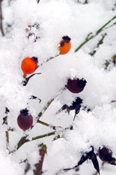 snow covered berry bush