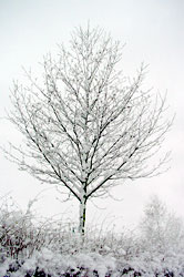 snow covered tree