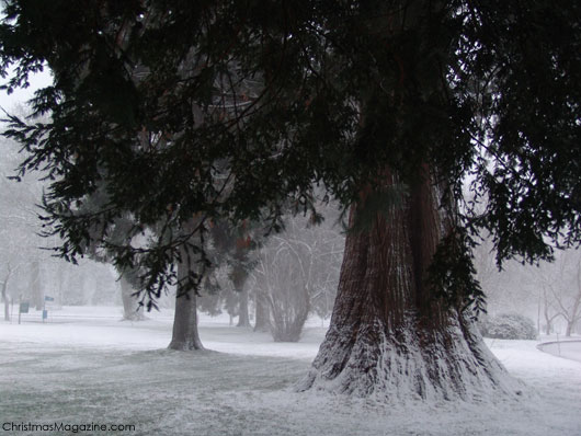 winter in Stanley Park, Vancouver, Canada, British Columbia