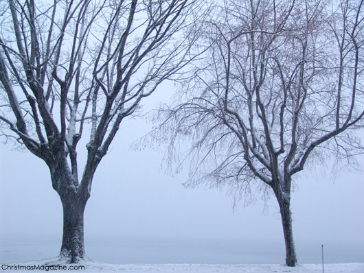 winter in Stanley Park, Vancouver, Canada, British Columbia