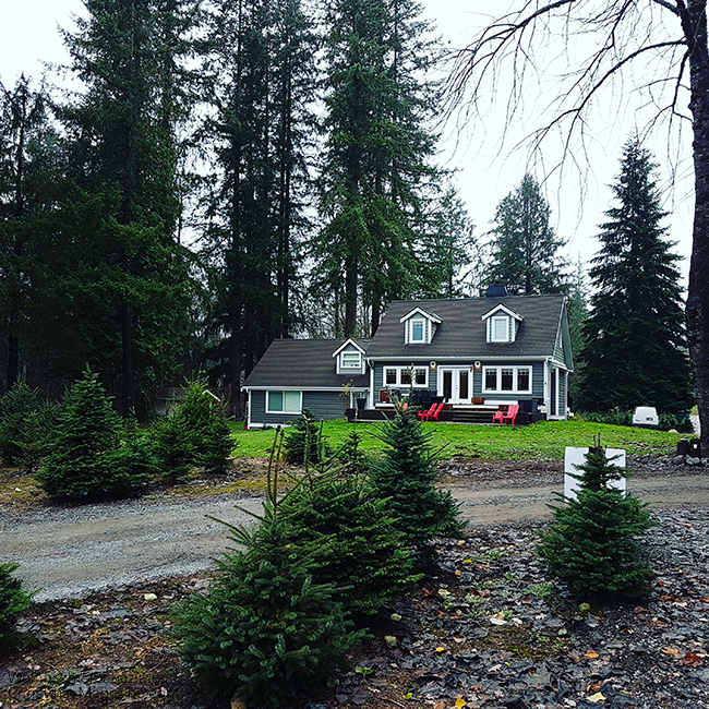 Christmas tree farm, Christmas tree