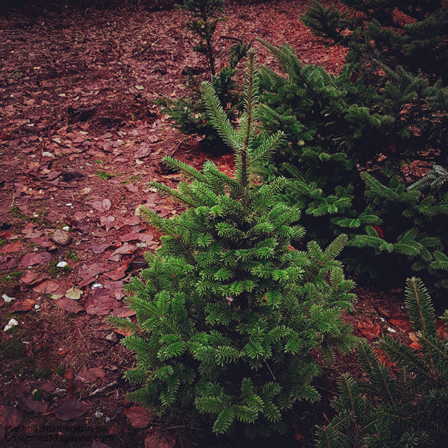 Christmas tree farm, Christmas tree