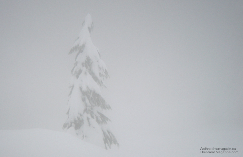 Mount Seymour, snow covered tree, winter, snowshoeing