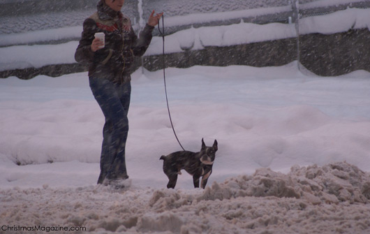 the lady with the dog