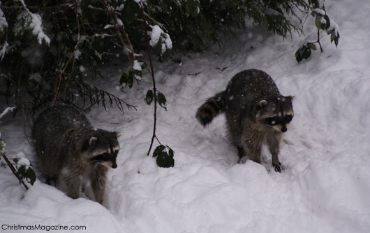 raccoon in Stanley Park, Vancouver