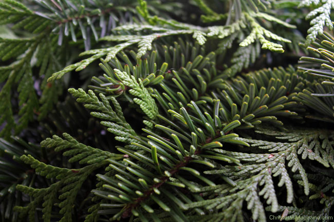 evergreens, winter greens