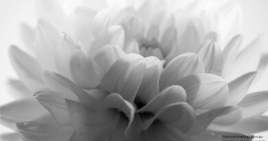 photograph of dahlia, closeup