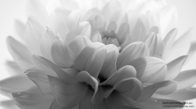 photograph of dahlia, closeup