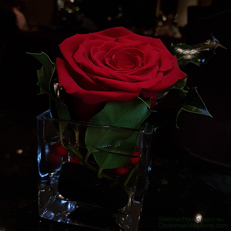 red rose, Christmas Eve