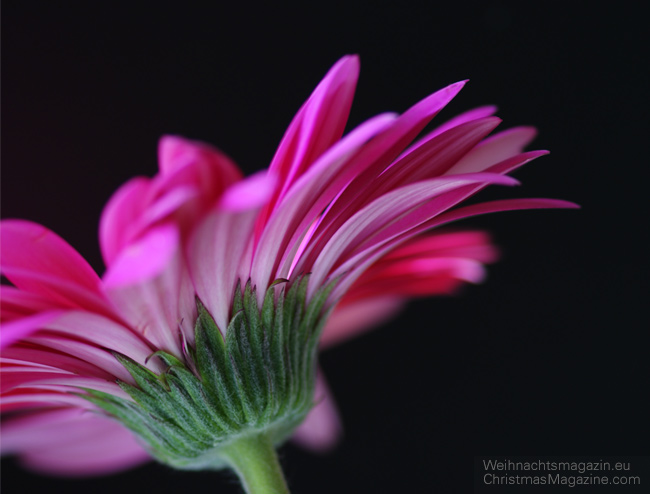 hot pink gerber daisy