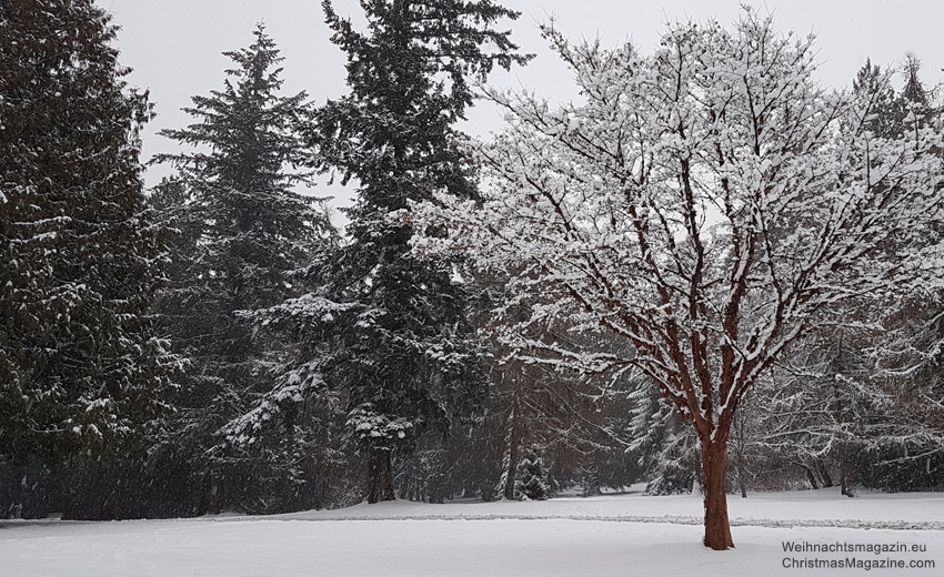 Vancouver, winter, snow, British Columbia, Canada, Queen Elizabeth Park