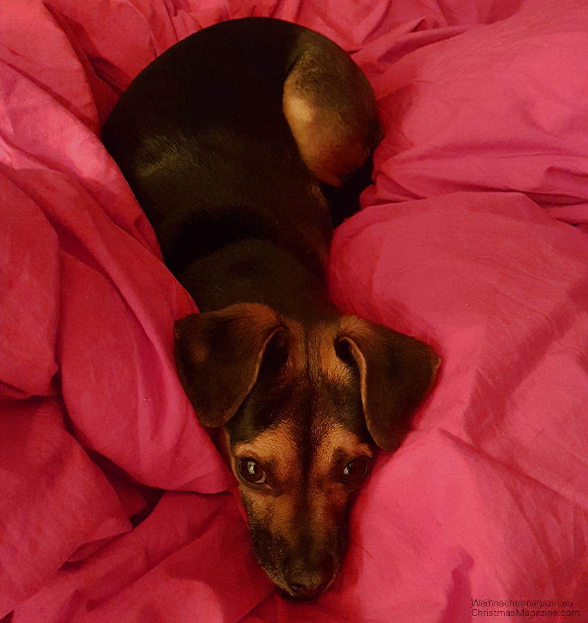 little dog on the bed