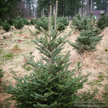 Alouette tree farm, Maple Ridge, British Columbia