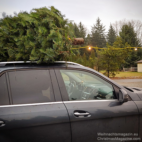 Alouette tree farm, Maple Ridge, British Columbia