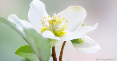 Christmas rose, Helleborus niger, story