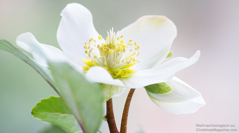 Christmas rose, Helleborus niger, story