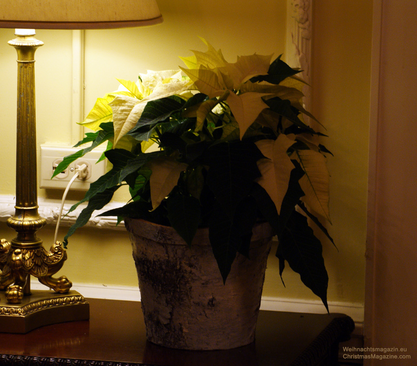 Hycroft Mansion, Vancouver, Christmas decorations, yellow poinsettia