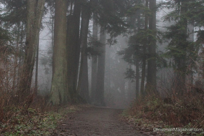 foggy forest Stanley Park