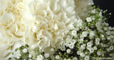 Gypsophila, white flowers, carnations, baby's-breath, Christmas arrangement