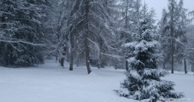 snow in the forest, Christmas story