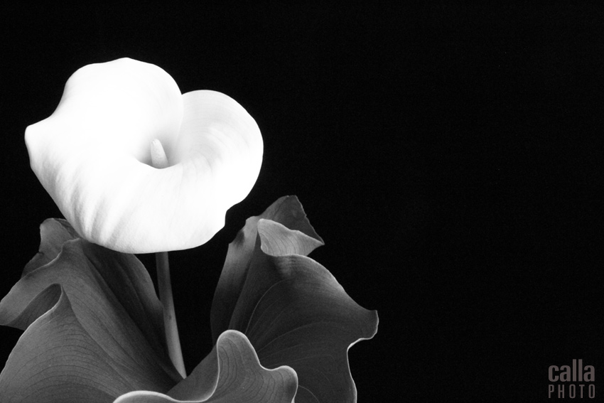 calla lily, fineart, photography, black & white