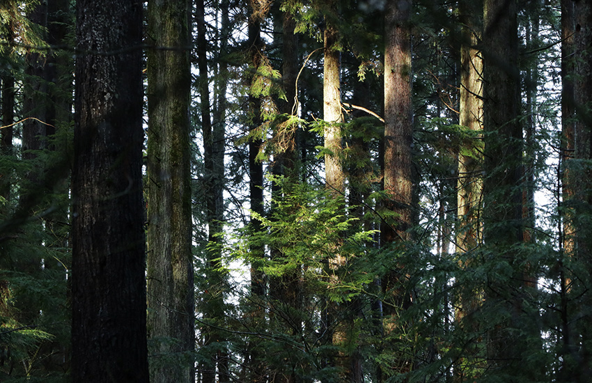 Deep Cove, North Vancouver, British Columbia