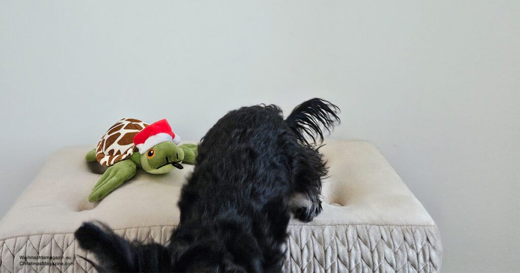 Bruno, Yorkshire Terrier