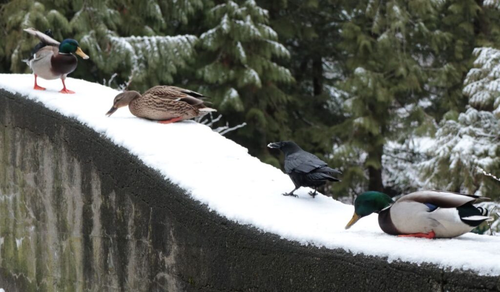 birds in Stanley Park, Vancouver