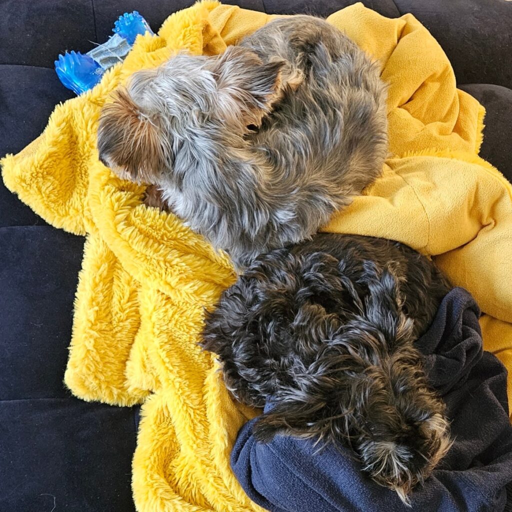 Bruno and Liam - two Yorkie brothers