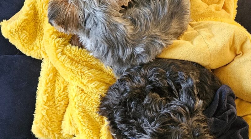 Bruno and Liam - two Yorkie brothers